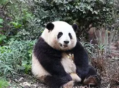 lol新英雄-猫坐车表情包
